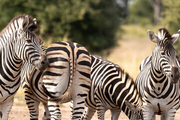 Z&egrave;bre de Burchell, Equus quagga, Parc national Marachele, Afrique du Sud