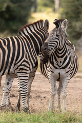 Obraz na płótnie Canvas Zèbre de Burchell, Equus quagga, Parc national Marachele, Afrique du Sud