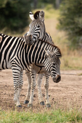 Zèbre de Burchell, Equus quagga, Parc national Marachele, Afrique du Sud