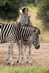 Zèbre de Burchell, Equus quagga, Parc national Marachele, Afrique du Sud