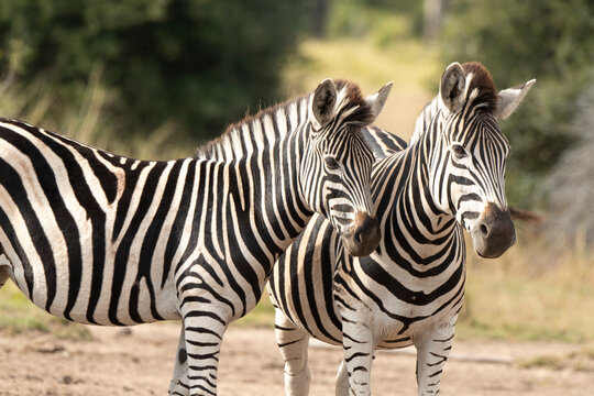Z&egrave;bre de Burchell, Equus quagga, Parc national Marachele, Afrique du Sud