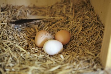 Drei Eier in einem Strohnest im H&uuml;hnerstall