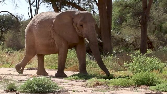 Elephant adapt&eacute; au d&eacute;sert