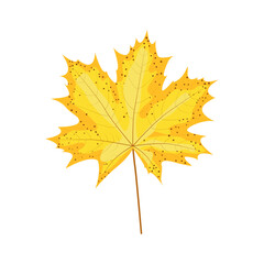 Autumn yellow maple leaf on white background