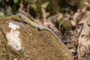 Lizard in the nature of Sicily.