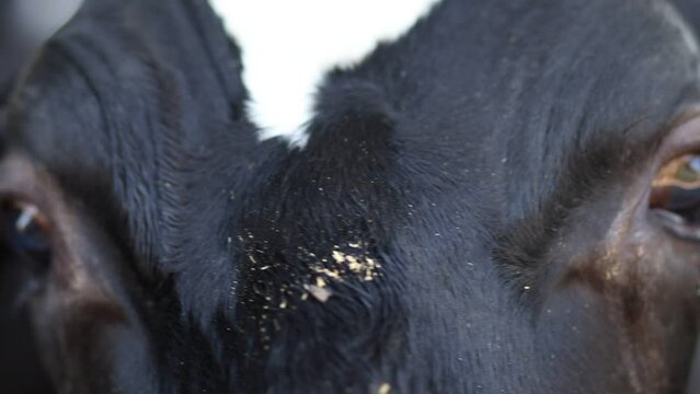 Close-up On The Eye Of A Black Cow, Crying And Shedding Tears,