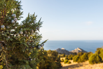 Juniper on the Black Sea coast