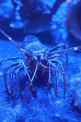 SeaLife Oberhausen, Germany