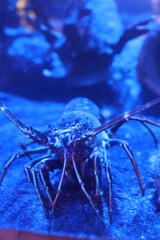 SeaLife Oberhausen, Germany