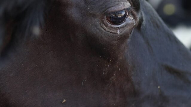 Close-up on the eye of a black cow, crying and shedding tears,