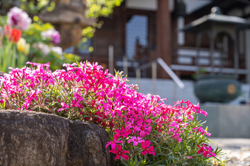 Fototapeta na wymiar 神社の花