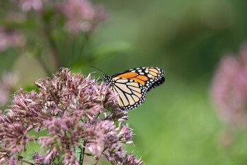 Monarch Butterfly