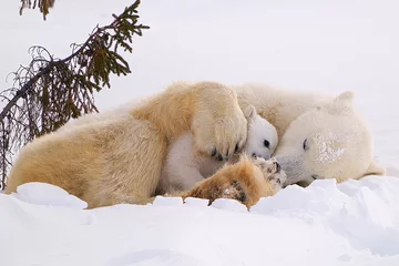 Rolgordijnen Mother Polar Bear snuggling her cub © Ron