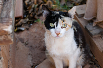 Gato calicó callejero sentado esta mirando fijamente asustado