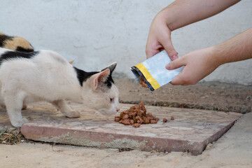 Gato callejero huele la comida que le ha dado una mujer