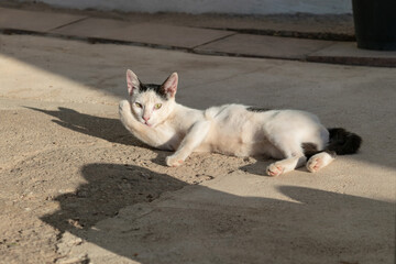Gato callejero se lame la pata mientras esta acostado sobre el suelo