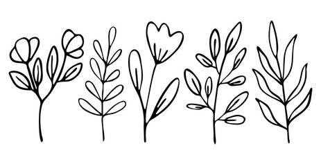 set of vector branches, herbs in Doodle style.hand-drawn illustration for packaging design