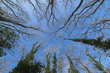 Looking up at trees in winter	