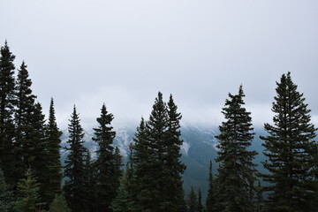 Tall pine trees with mountains in backgound