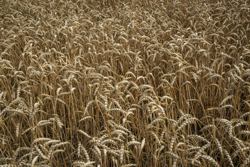 wheat field in summer