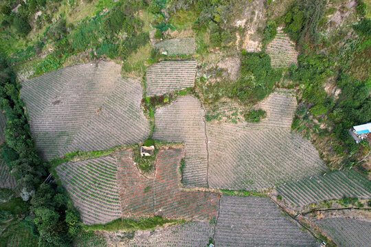 Cultivos de cebolla junca, papa, criolla, arboles y valles que rodean la laguna de Tota, ubicada en Boyac&agrave; Colombia 