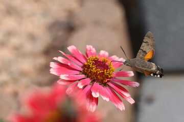 Hawk-winged hummingbird butterfly flies to a beautiful zinnia flower