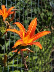 Obraz premium pretty orange lily in the garden