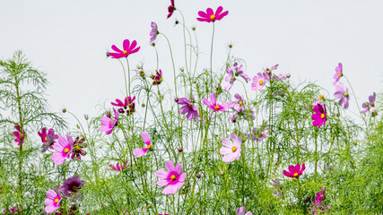 Cosmea, Schmuckkörbchen vor einer weißen Wand