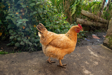 gallina criolla, color amarillo o naranja caminando en el campo