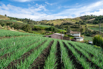 Casa campesina rodeada de cultivos de cebolla junca, criolla, papa y hortalizas , ubicada alrededor de la laguna de tota en Boyaca, colombia - obrazy, fototapety, plakaty