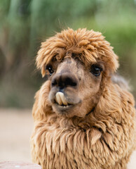 Fototapeta premium close up of a llama