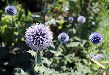 An excellent globe thistle, a beautiful wildflower that grows in a summer garden, traditional garden plant, selective focus. Medicinal plant.