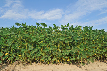 Fototapeta na wymiar Soybean plant on an agricultural field against a blue sky.