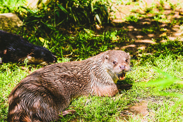 otter lutra
