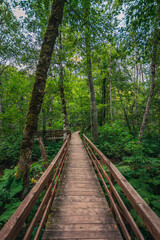 Winding forest wooden path walkway through wetlands, Biogradska Gora, Montenegro