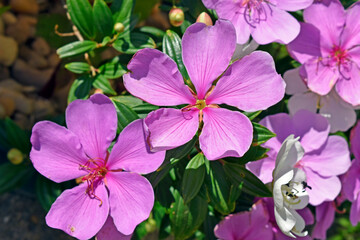 Silverleafed Princess flowers (Tibouchina mutabilis) on garden