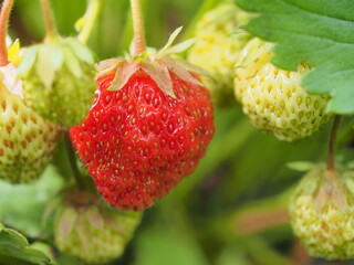 A red strawberry berry grows on a bush. Close-up.