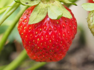 A red strawberry berry grows on a bush. Close-up.