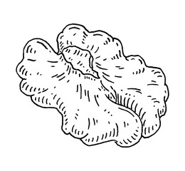 Half walnut without shell. Vector engraving black vintage
