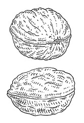 Two whole closeup walnuts in shell. Vector engraving black vintage illustration.