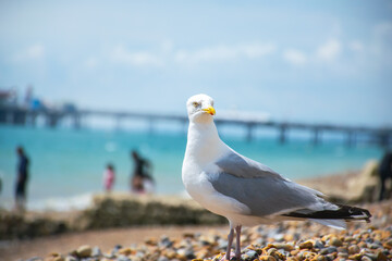 Closeup image of seagull standing on the beach during summer.