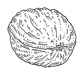 Closeup walnut in shell. Vector engraving black vintage illustration.