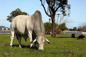 A Brahman bull facing the camera while grazing on a sunny day.
