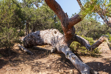 an old juniper tree on the golitsyn trail