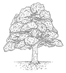 Walnut tree with leaves. Vintage engraving vector black monochrome