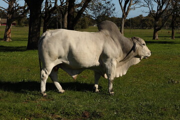 A Brahman bull standing sideways to the camera, facing into the sun.