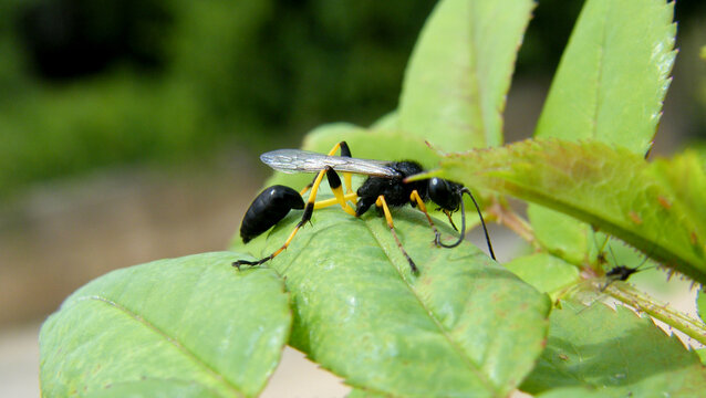Sceliphron destillatorium