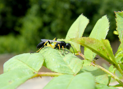 Sceliphron destillatorium