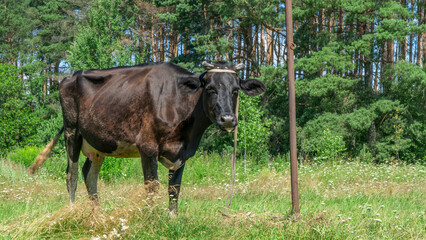 Open farm with dairy cattle on the field in countryside farm. Insect cause discomfort in cattle on farmland grassland.