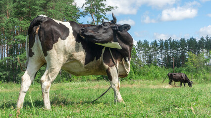 Fototapeta premium Open farm with dairy cattle on the field in countryside farm. Insect cause discomfort in cattle on farmland grassland.